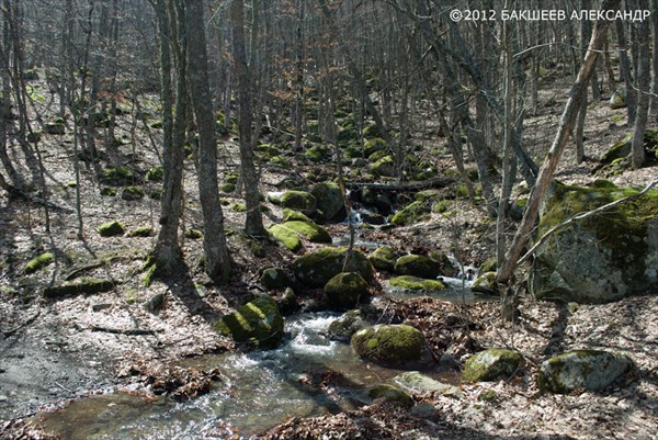 Мартовский лес Крыма